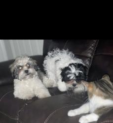 Lost Male Dog last seen Potomac and Mississippi, Aurora, CO 80011