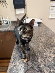 Reunited Female Cat last seen Shepard drive and Blackmear rd, Crystal, MI 48818