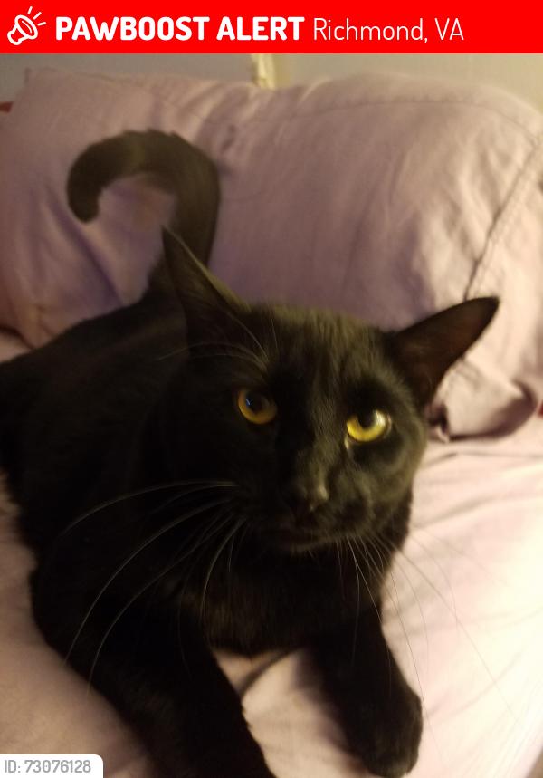 Lost Male Cat last seen Grenada, Richmond, VA 23235