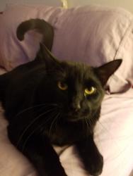 Lost Male Cat last seen Grenada, Richmond, VA 23235