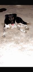 Lost Male Dog last seen Near Police lines, Gurugram, HR 