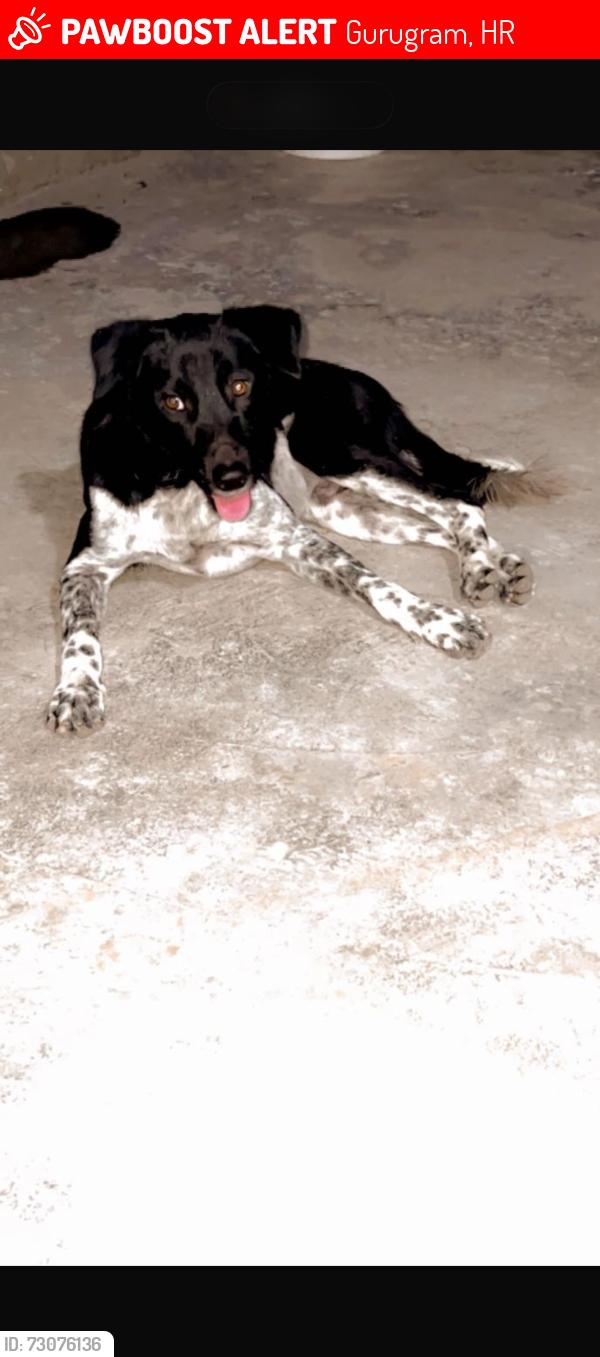 Lost Male Dog last seen Near Police lines, Gurugram, HR 