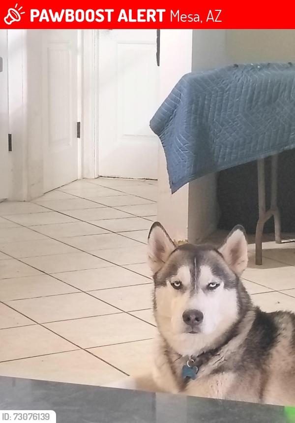 Lost Male Dog last seen Main &sossman, Mesa, AZ 85208