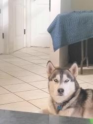Lost Male Dog last seen Main &sossman, Mesa, AZ 85208