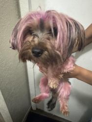 Found/Stray Female Dog last seen Near S Drake Rd Kalamazoo, MI 49009, Kalamazoo, MI 49009