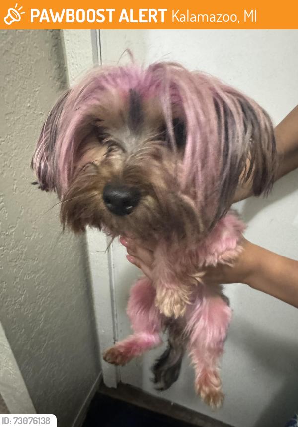 Found/Stray Female Dog last seen Near S Drake Rd Kalamazoo, MI 49009, Kalamazoo, MI 49009