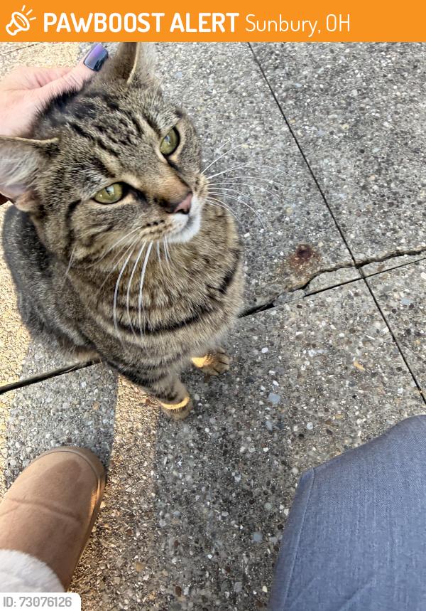Found/Stray Female Cat last seen Carters Corner Rd and 36/37, Sunbury, OH 43074