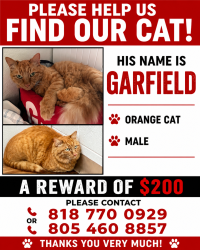 Lost Male Cat last seen East Loop, Camarillo, CA 93010