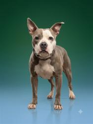 Shelter Stray Female Dog last seen Near BLOCK SAGO AVE, 2020 Forest St, Jacksonville, FL 32204, USA