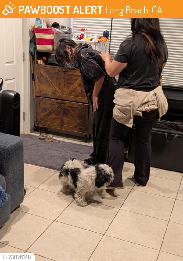 Found/Stray Male Dog last seen Pine avenue, Pacific, Long Beach, CA 90806