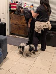 Found/Stray Male Dog last seen Pine avenue, Pacific, Long Beach, CA 90806