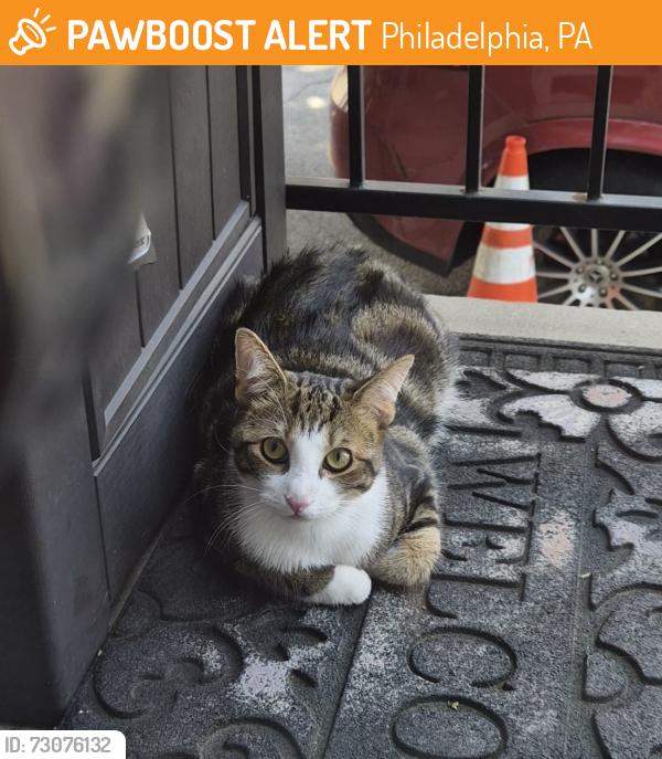 Found/Stray Unknown Cat last seen W Oxford Street, Philadelphia, PA 19122