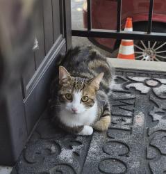 Found/Stray Unknown Cat last seen W Oxford Street, Philadelphia, PA 19122