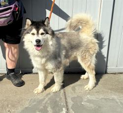 Shelter Stray Male Dog last seen Near BLOCK NEW CUT RD, 3528 Newburg Rd, Louisville, KY 40218, USA