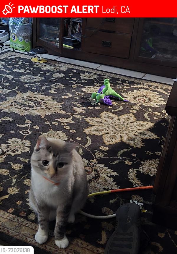 Lost Female Cat last seen hale park, Lodi, CA 95240