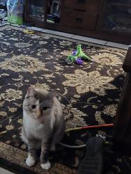 Lost Female Cat last seen hale park, Lodi, CA 95240
