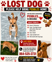 Lost Male Dog last seen Country club rd Greer sc 29651, Greer, SC 29651