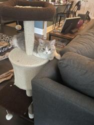 Lost Female Cat last seen Inside the hse, Durham, NC 27517