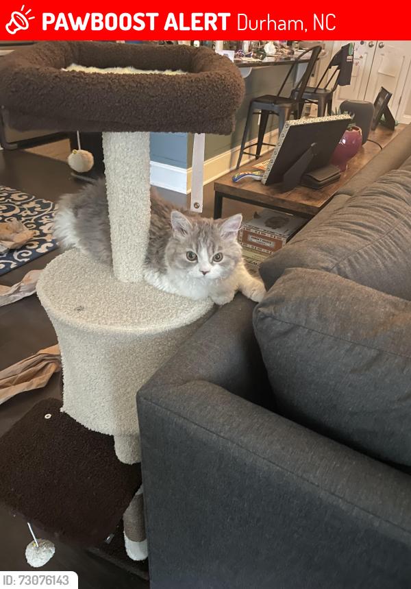 Lost Female Cat last seen Inside the hse, Durham, NC 27517