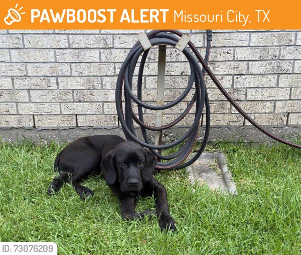 Found/Stray Unknown Dog last seen Desert rose place and oyster creek place, Missouri City, TX 77459