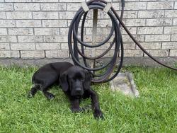 Found/Stray Unknown Dog last seen Desert rose place and oyster creek place, Missouri City, TX 77459