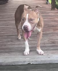 Found/Stray Male Dog last seen Farr Rd, Kathleen ga, Houston County, GA 31047