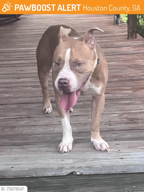 Found/Stray Male Dog last seen Farr Rd, Kathleen ga, Houston County, GA 31047