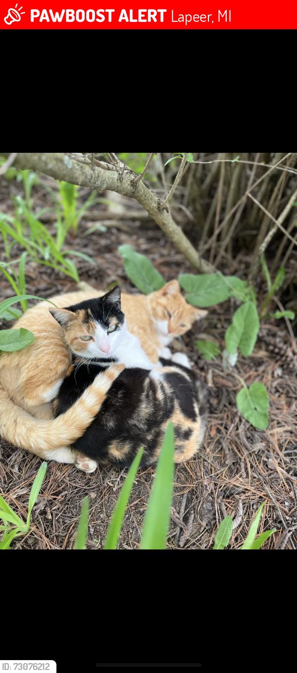 Lost Female Cat last seen Hayes and Davison rd, Lapeer, MI 48446