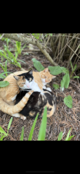 Lost Female Cat last seen Hayes and Davison rd, Lapeer, MI 48446