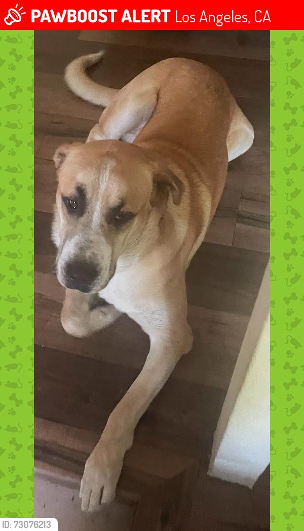 Lost Male Dog last seen Redondo blvd and pico, Los Angeles, CA 90019