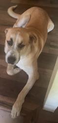 Lost Male Dog last seen Redondo blvd and pico, Los Angeles, CA 90019