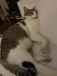 Lost Male Cat last seen Jefferson and Arbuckle, Carlsbad, CA 92008
