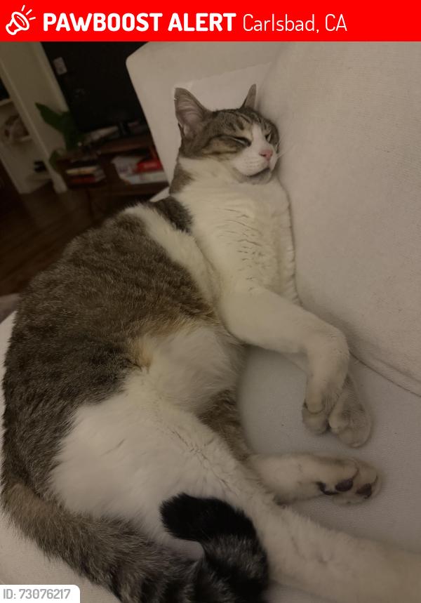 Lost Male Cat last seen Jefferson and Arbuckle, Carlsbad, CA 92008