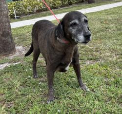Reunited Unknown Dog last seen Port St. Lucie, Port St. Lucie, FL 34986