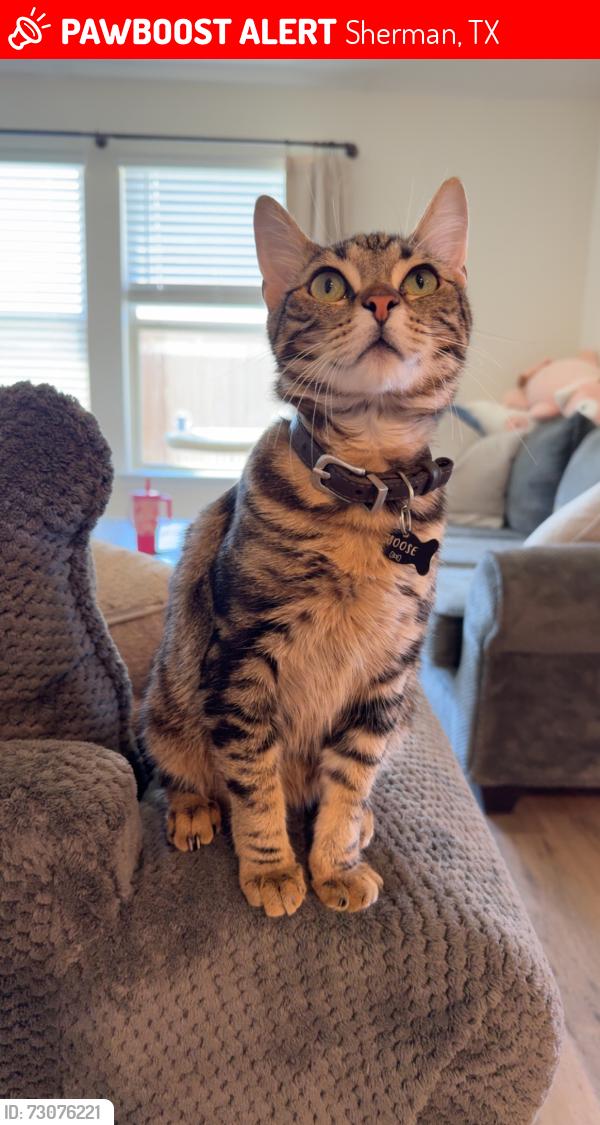 Lost Male Cat last seen Clover and interurban, Sherman, TX 75092