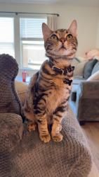 Lost Male Cat last seen Clover and interurban, Sherman, TX 75092