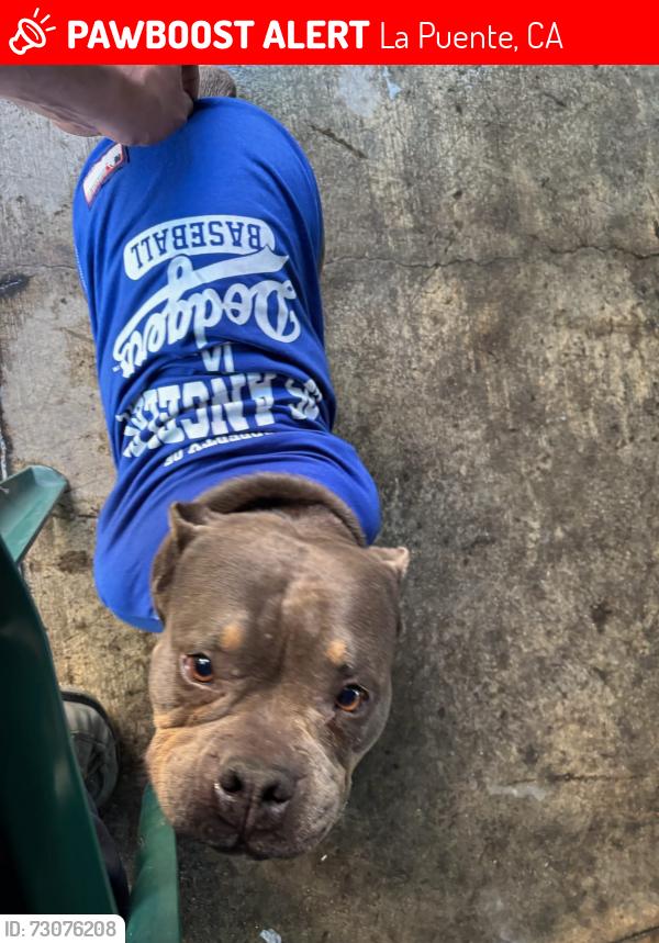 Lost Female Dog last seen Between Amar Rd and Aileron Ave, La Puente, CA, La Puente, CA 91790