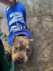 Lost Female Dog last seen Between Amar Rd and Aileron Ave, La Puente, CA, La Puente, CA 91790