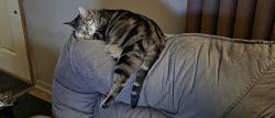 Lost Male Cat last seen Arcadia blvd/Morgan road, Pennfield Township, MI 49017