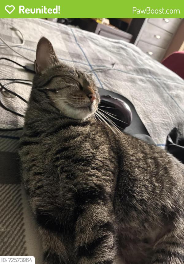 Reunited Female Cat last seen Near Steinbeck Dr near a Starbucks and Wendy's., Raleigh, NC 27609