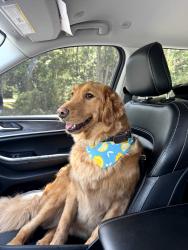 Lost Female Dog last seen Woods behind 7465 Meadowbrook Rd, Benson, NC 27504