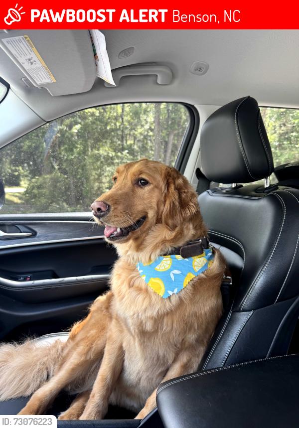Lost Female Dog last seen Woods behind 7465 Meadowbrook Rd, Benson, NC 27504