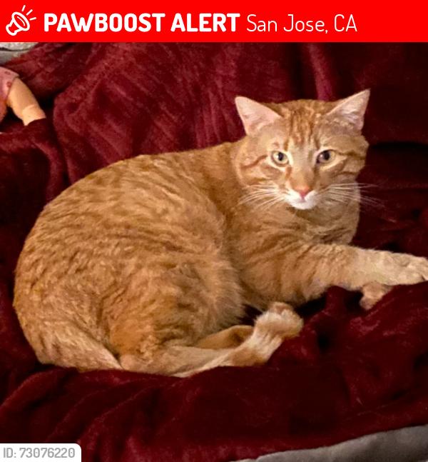 Lost Male Cat last seen Portswood Dr., San Jose, CA 95120