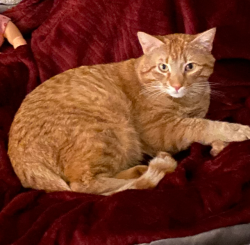 Lost Male Cat last seen Portswood Dr., San Jose, CA 95120