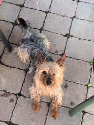 Reunited Male Dog last seen María Reina De La Paz Parish-St. Laurence O’Toole Church, Hartford, CT 06106