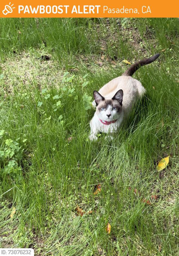 Found/Stray Female Cat last seen Pasadena Christian School, Pasadena, CA 91104