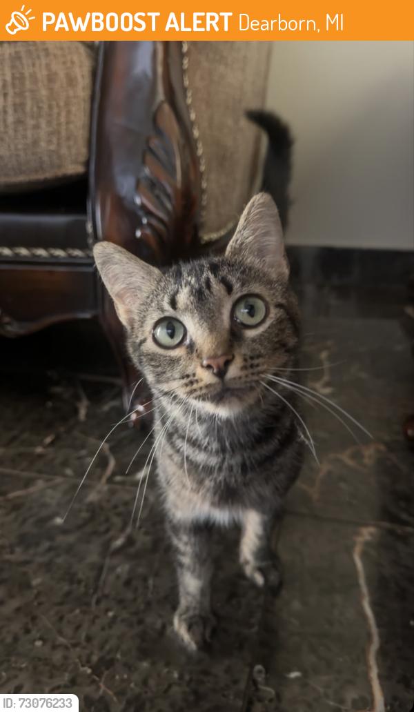 Found/Stray Female Cat last seen Chase rd, Dearborn, MI 48126