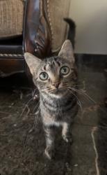 Found/Stray Female Cat last seen Chase rd, Dearborn, MI 48126