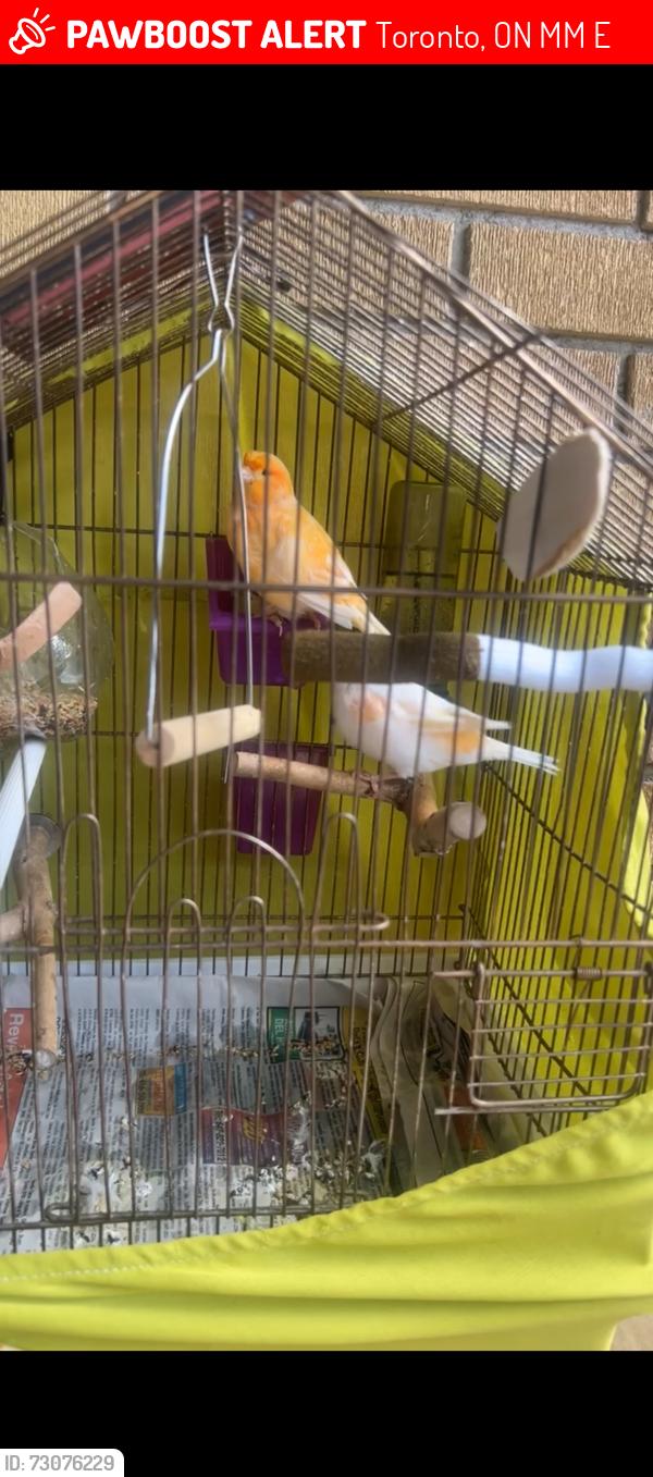 Lost Male Bird last seen Went missing around Finch and Milvan area, Toronto, ON M9M 2E8
