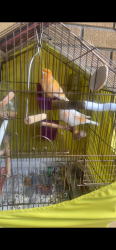 Lost Male Bird last seen Went missing around Finch and Milvan area, Toronto, ON M9M 2E8